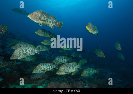 Group of Leather Bass, Dermatolepis dermatolepis, Banco Hannibal, East Pacific Ocean, Panama Stock Photo