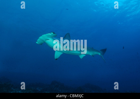 Scalloped Hammerhead Shark, Sphyrna lewini, Malpelo Island, Pacific Ocean, Colombia Stock Photo