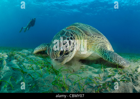 Green Turtle on Seegrass, Chelonia mydas, Abu Dabab, Marsa Alam, Egypt Stock Photo