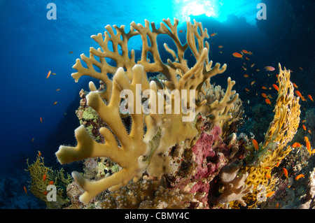 Fire Coral in Reef, Millepora dichotoma, Marsa Alam, Red Sea, Egypt Stock Photo