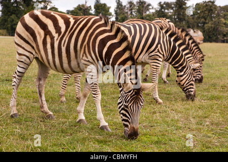 UK, England, Bedfordshire, Woburn Safari Park, Chapman’s Zebra Equus quagga chapmani Stock Photo