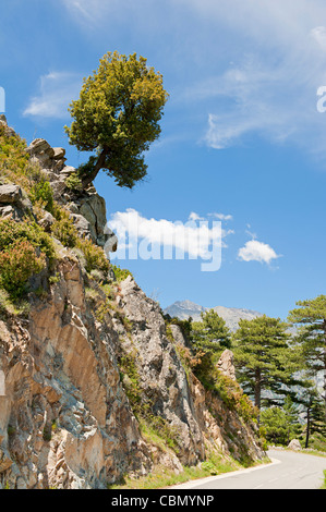 Overhanging tree on rock above the road Stock Photo