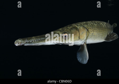 Cuban Gar, Atractosteus tristoechus Stock Photo Alamy