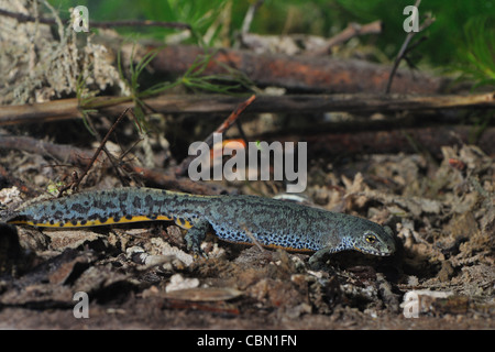 Alpine newt (Triturus alpestris) female looking for food underwater at spring Stock Photo