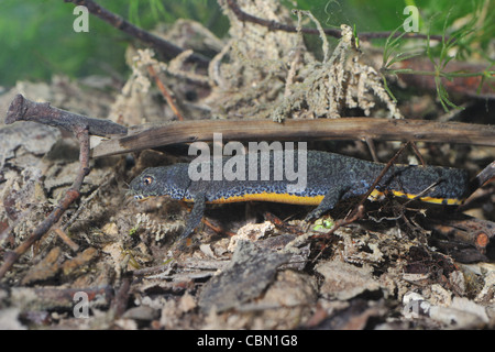 Alpine newt (Triturus alpestris) female eating a gammarus shrimp (freshwater shrimp) underwater at spring Stock Photo