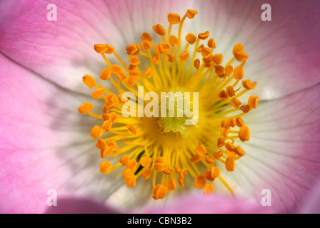 Close up of dog rose in flower. Dorset, UK June 2009 Stock Photo