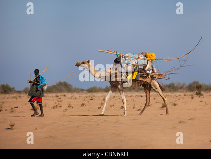 Man Moving Aqal Soomaali Somali hut On Back of Camel In Desert Somaliland Stock Photo