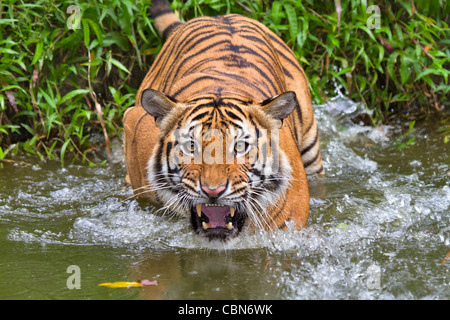 Sumatran tiger (Panthera tigris sumatrae). Sumatran tigers are a distinct subspecies of tiger found only on Sumatra. Stock Photo