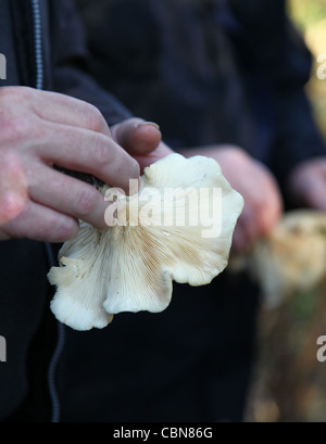 A fungi expert holding a Clouded Agaric (Clitocybe nebularis) fungus Stock Photo