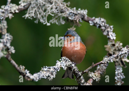 Chaffinch (Fringilla coelebs) male perched on branch covered with lichen, Sweden Stock Photo