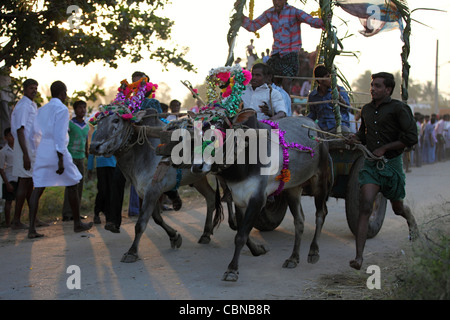 Bullock cart race and crowd Anantapur district in South India Andhra Pradesh South India Stock Photo