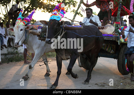 Bullock cart race and crowd Anantapur district in South India Andhra Pradesh South India Stock Photo