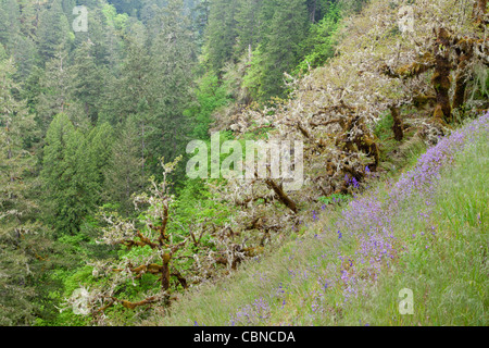 Eagle Creek Trail, Columbia River Gorge, Oregon Stock Photo