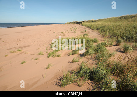 Beach grass sits in the sand at North Lake, Prince Edward Island, Canada. Stock Photo