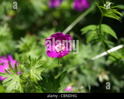 Bloody Cranesbill / Geranium Sanguineum / Blutroter Storchschnabel Stock Photo