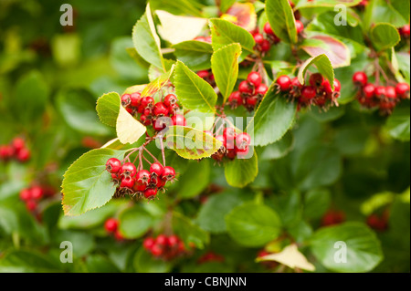 Crataegus persimilis ‘Prunifolia’, Broad-leaved Cockspur Thorn 'Prunifolia' Stock Photo