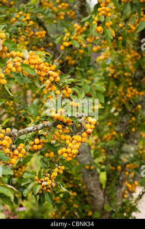 Malus x zumi ‘Golden Hornet’, Crab Apple 'Golden Hornet’ Stock Photo