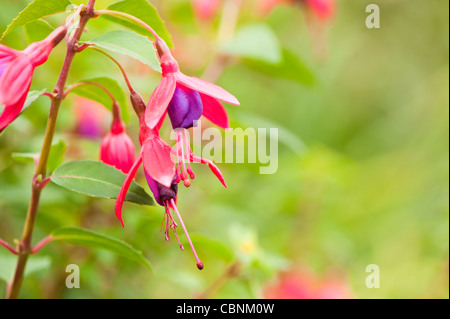 Fuchsia ‘Tom Thumb’ AGM in flower Stock Photo