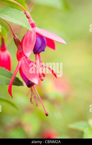 Fuchsia ‘Tom Thumb’ AGM in flower Stock Photo