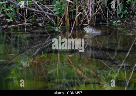 A frog sticking his head out of the water Stock Photo