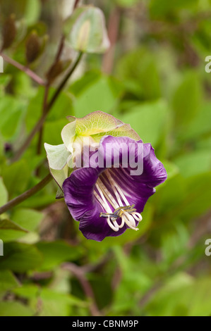 Cobaea scandens AGM, Cathedral Bells Stock Photo