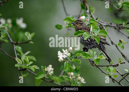 A starling or female red-winged blackbird on a branch with apple blossoms Stock Photo