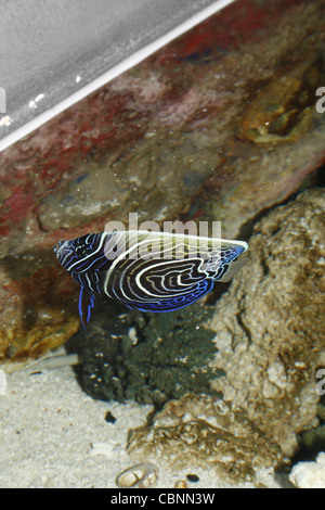 Juvenile Emperor angelfish Pomacanthus imperator SEA LIFE Blackpool, Promenade, Blackpool, Lancashire, FY1 5AA, England, UK Stock Photo