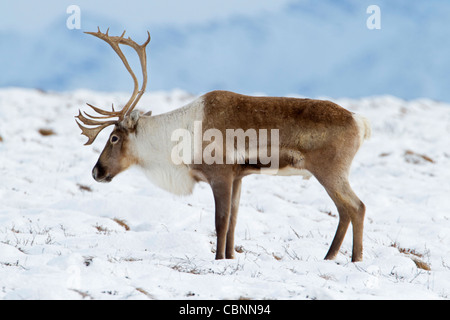 Caribou (Rangifer tarandus) bull stationary, on migration south through north slope Brooks Range, Alaska in October Stock Photo