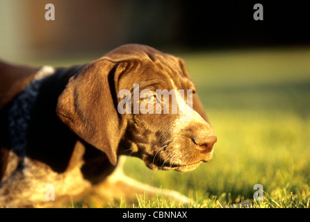 German shorthair puppy on point Stock Photo