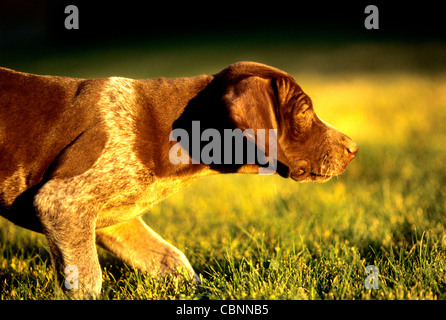 German shorthair puppy on point Stock Photo