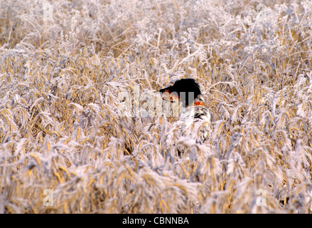 English setter hunting in snowy grain field Stock Photo