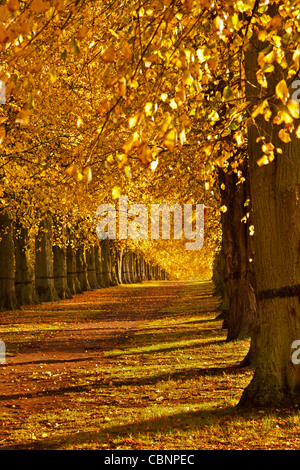 Ancient lime tree avenue in Clumber Park, Nottinghamshire early on an Autumn morning. Stock Photo