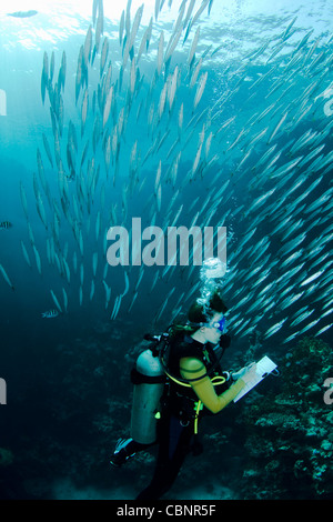 Scuba diver taking notes during an underwater Scuba lesson, surrounded by a school of small Barracudas Stock Photo