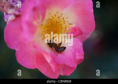 rose and bee Stock Photo