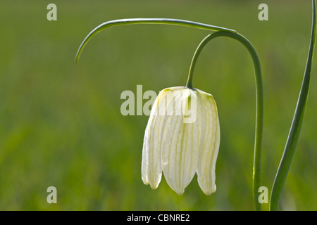 White checkered daffodil (Fritillaria meleagris) Stock Photo