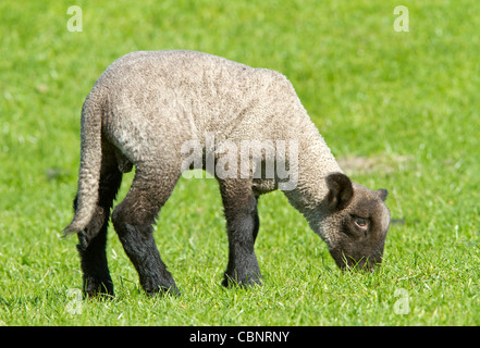 Young Domestic sheep (Ovis orientalis aries) Stock Photo