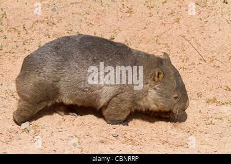 Wombat (Vombatus ursinus) Stock Photo