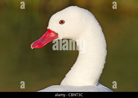 Coscoroba Swan (Coscoroba coscoroba) Southern South America November 2011 Stock Photo