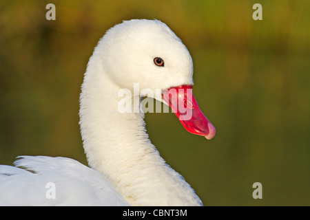 Coscoroba Swan (Coscoroba coscoroba) Southern South America November 2011 Stock Photo