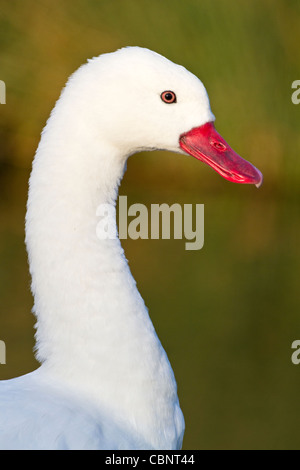 Coscoroba Swan (Coscoroba coscoroba) Southern South America November 2011 Stock Photo