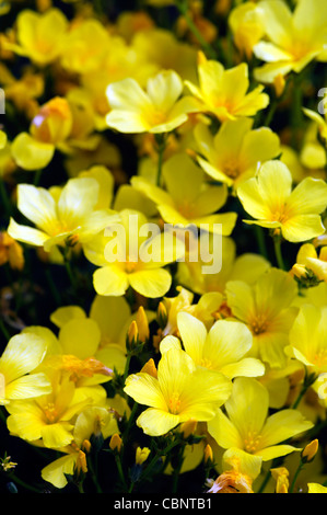 Linum flavum Compactum Dwarf Golden Flax Yellow bloom flower blossom alpine perennial plant Stock Photo