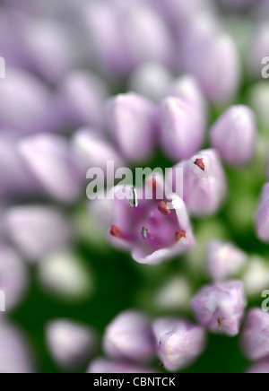 allium angulosum closeup selective focus plant portraits flowers flowering blooms blossoms pale purple pastel ornamental onions Stock Photo