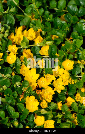 lysimachia nummularia creeping jenny summer closeup plant portraits yellow flowers petals spreading groundcover blooms blossoms Stock Photo