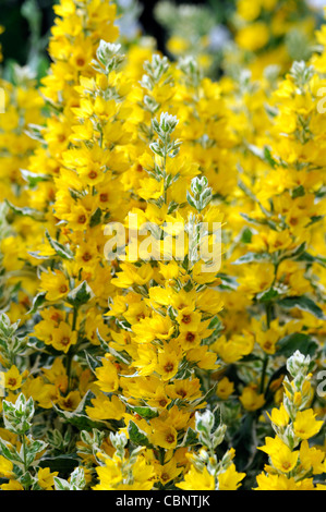 lysimachia punctata alexander perennial yellow  flower bloom blossom raceme spike variegated foliage leaves loosestrife Stock Photo