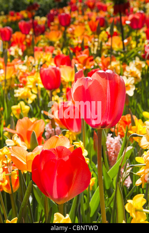 Mix of colorful tulips and daffodils in garden in spring Stock Photo