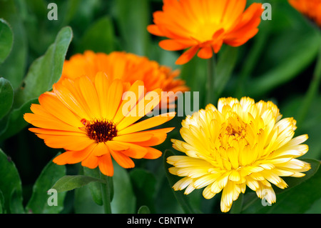 Calendula officinalis art shades mixed english pot marigold flowers blooms blossoms annual plant orange yellow gold Stock Photo