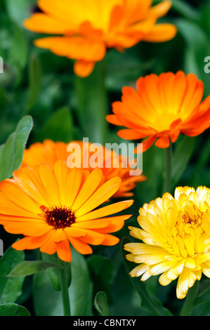 Calendula officinalis art shades mixed english pot marigold flowers blooms blossoms annual plant orange yellow gold Stock Photo