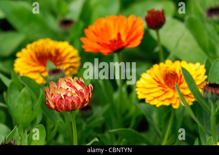 Calendula officinalis touch of red mixed english pot marigold flowers blooms blossoms annual plant orange yellow gold Stock Photo