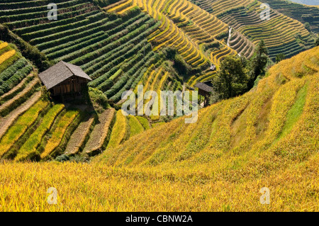 Longji terraces rice fields near Guilin, Guangxi - China Stock Photo