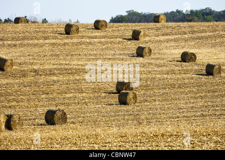 Round bales of corn silage in a field after harvest. Stock Photo